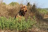 AIREDALE TERRIER 063